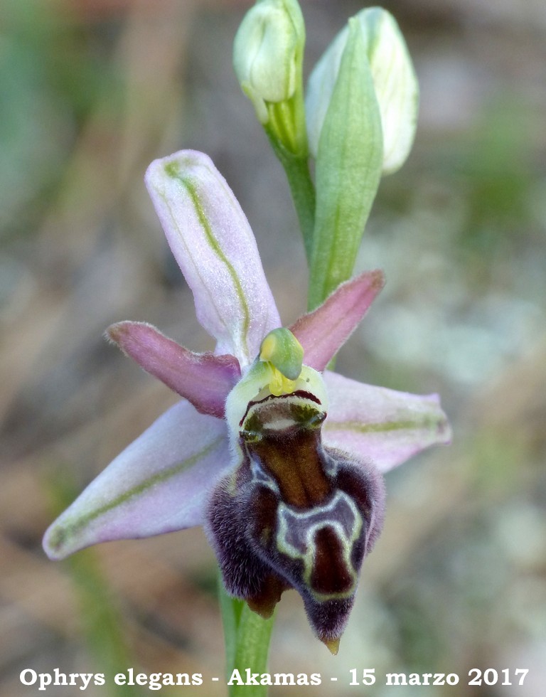 Cipro marzo 2017 : le orchidee di Venere.